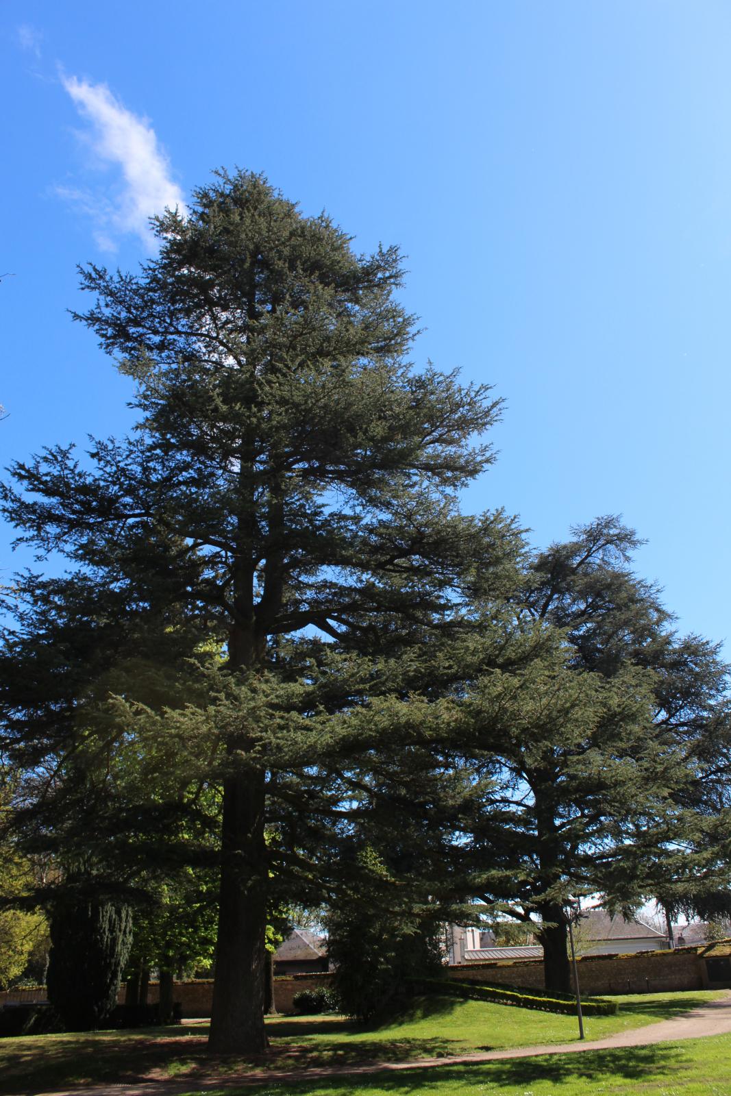 Arbre remarquable dans le parc du Poutyl à Olivet