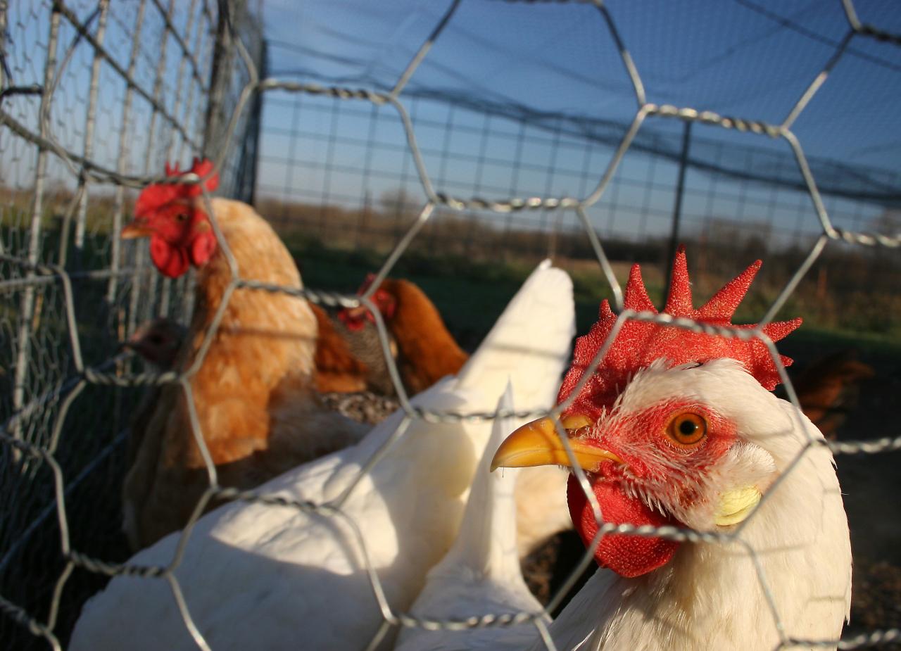 Poulets confinés