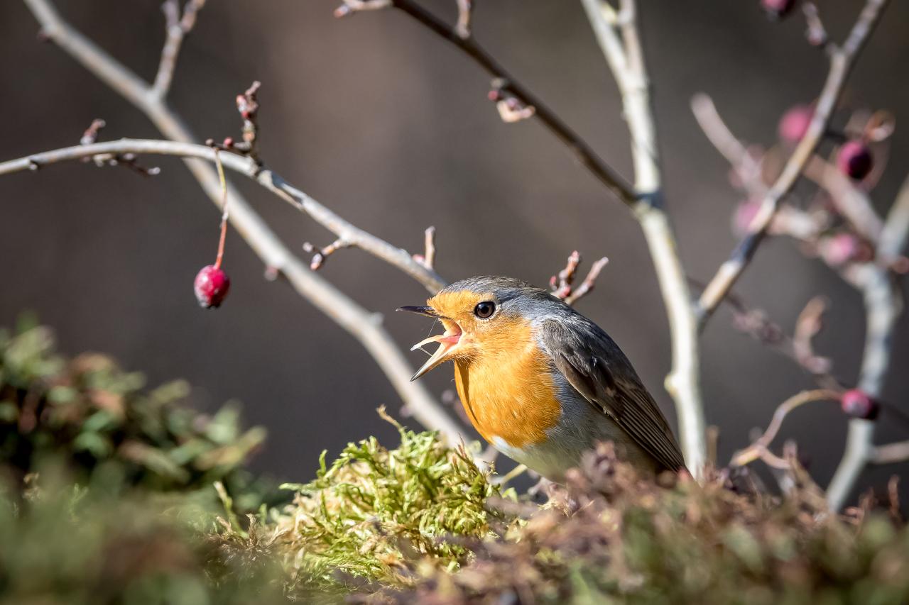 Rouge gorge familier