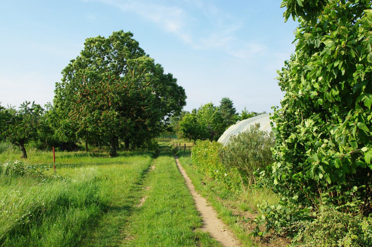 Campagne d'Olivet