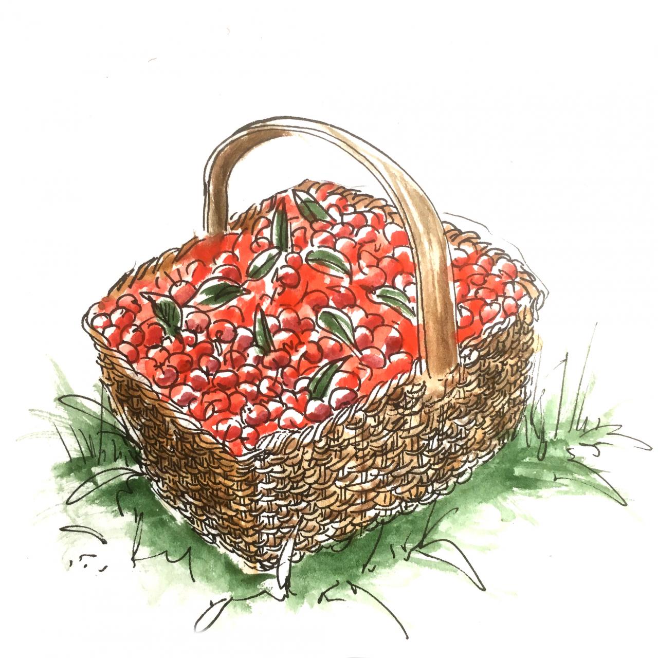 panier de cerises