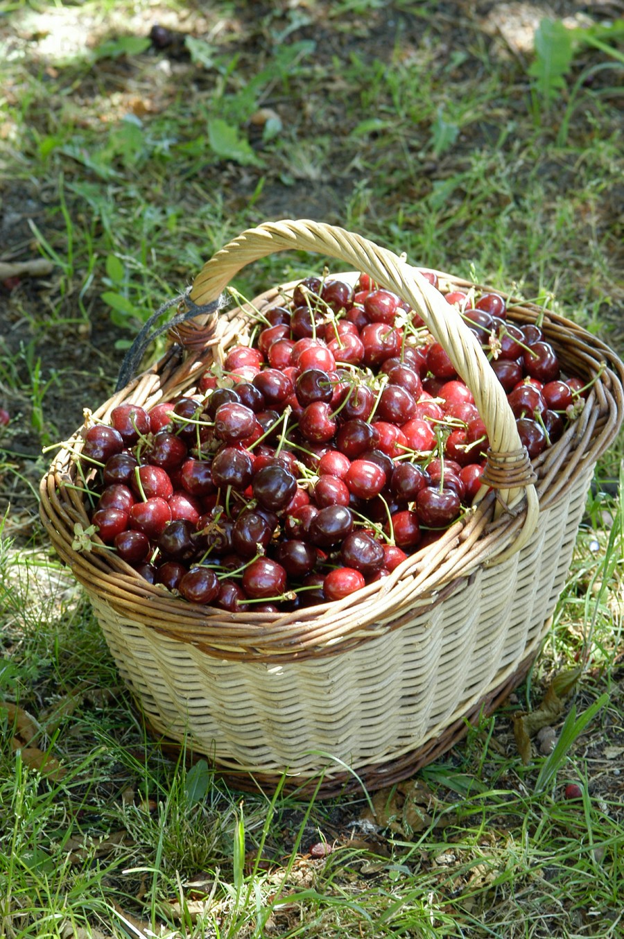 Cerises d'Olivet