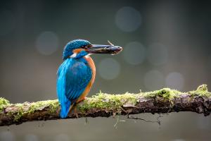 Photo d'un martin-pêcheur 